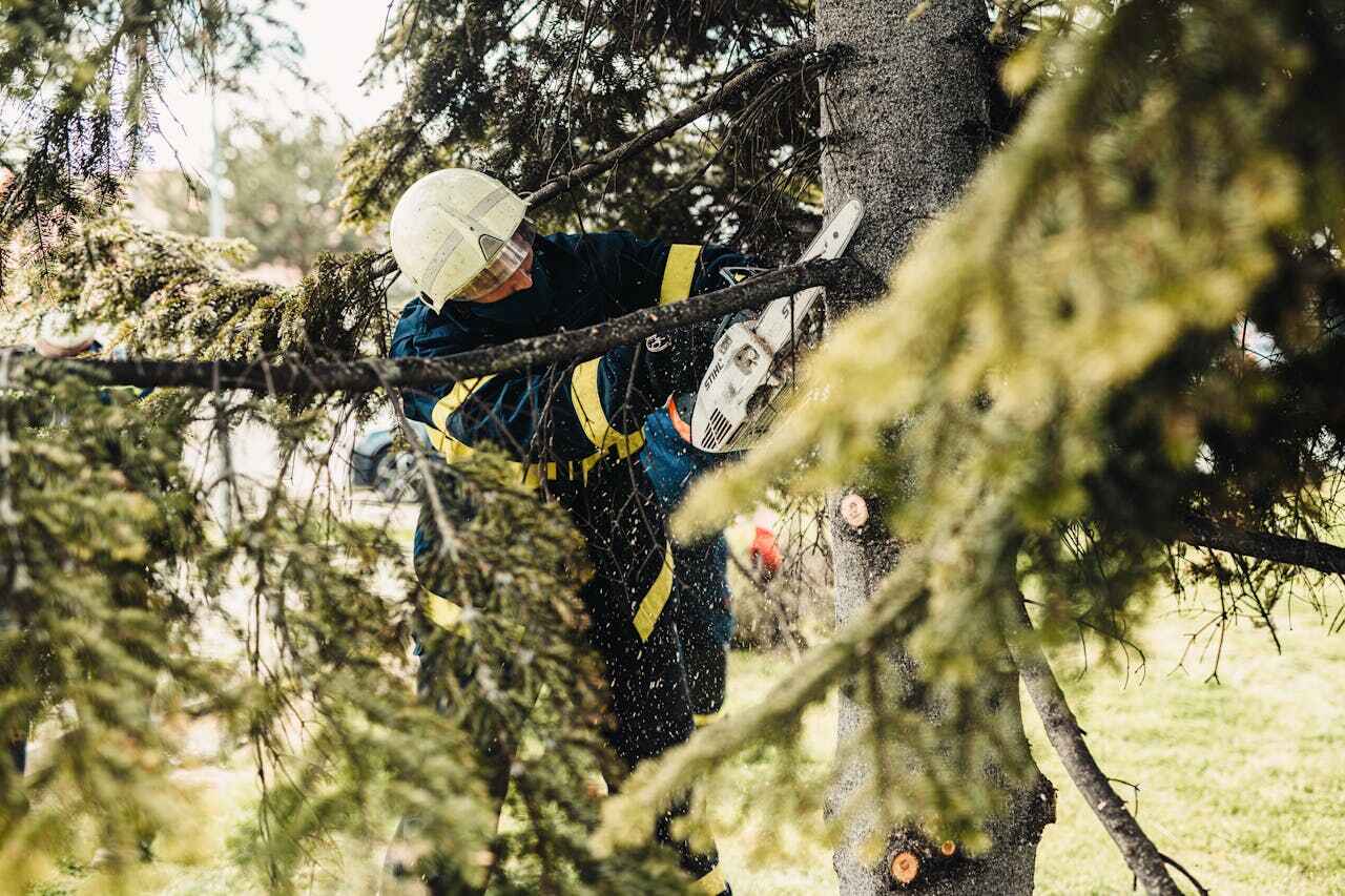 Large Tree Removal in Holden, MO